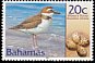 Wilson's Plover Anarhynchus wilsonia