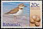 Wilson's Plover Anarhynchus wilsonia