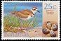 Killdeer Charadrius vociferus