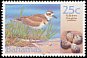 Killdeer Charadrius vociferus