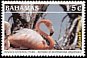 American Flamingo Phoenicopterus ruber