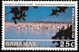 American Flamingo Phoenicopterus ruber  2003 Inagua national park 