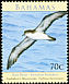 Audubon's Shearwater Puffinus lherminieri