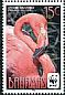 American Flamingo Phoenicopterus ruber