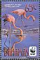 American Flamingo  Phoenicopterus ruber