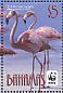American Flamingo Phoenicopterus ruber  2012 WWF  MS