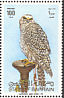 Lanner Falcon Falco biarmicus  1980 Falconry Sheet