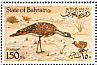 Macqueen's Bustard Chlamydotis macqueenii  1990 Bustard Sheet