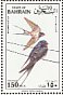 Barn Swallow Hirundo rustica