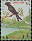 Greater Racket-tailed Drongo Dicrurus paradiseus  1994 Birds p 13¾x14½