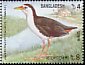 White-breasted Waterhen Amaurornis phoenicurus  2000 Water birds 