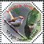 Common Tailorbird Orthotomus sutorius  2012 Bird nests 