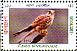 Common Kestrel Falco tinnunculus  2013 Migratory birds Sheet