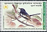 Oriental Magpie-Robin Copsychus saularis