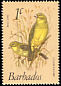Grassland Yellow Finch Sicalis luteola  1979 Birds 