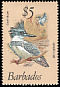 Belted Kingfisher Megaceryle alcyon  1979 Birds 