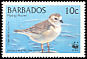 Piping Plover Charadrius melodus