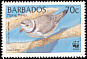 Piping Plover Charadrius melodus  1999 WWF 