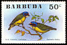 Antillean Euphonia Chlorophonia musica  1976 Birds 