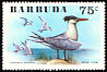 Royal Tern Thalasseus maximus  1976 Birds 