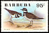 Killdeer Charadrius vociferus  1976 Birds 