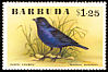 Shiny Cowbird Molothrus bonariensis  1976 Birds 
