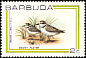 Snowy Plover Anarhynchus nivosus  1980 Birds 