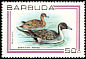 Northern Pintail Anas acuta  1980 Birds 