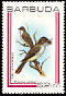 Lesser Antillean Flycatcher Myiarchus oberi  1980 Birds 