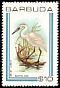 Great Egret Ardea alba  1980 Birds 