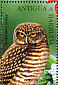 Burrowing Owl Athene cunicularia