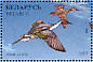 Northern Pintail Anas acuta  1996 Ducks and wading birds Sheet