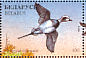Long-tailed Duck Clangula hyemalis  1996 Ducks and wading birds Sheet