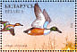 Northern Shoveler Spatula clypeata  1996 Ducks and wading birds Sheet