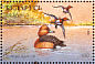 Ferruginous Duck Aythya nyroca  1996 Ducks and wading birds Sheet