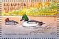 Common Goldeneye Bucephala clangula  1996 Ducks and wading birds Sheet