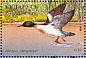 Common Merganser Mergus merganser  1996 Ducks and wading birds Sheet