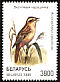 Aquatic Warbler Acrocephalus paludicola  1998 Songbirds in the Red Book 