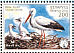 White Stork Ciconia ciconia