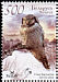 Northern Hawk-Owl Surnia ulula  2007 Owls BirdLife 