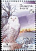 Snowy Owl Bubo scandiacus  2007 Owls BirdLife 
