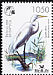 Great Egret Ardea alba