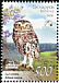 Little Owl Athene noctua  2008 Owls BirdLife 