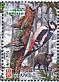 Great Spotted Woodpecker Dendrocopos major  2014 Naliboki Pushcha Booklet