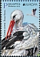 White Stork Ciconia ciconia