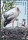 White Stork Ciconia ciconia