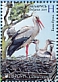 White Stork Ciconia ciconia