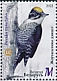 Eurasian Three-toed Woodpecker Picoides tridactylus