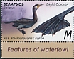 Great Cormorant Phalacrocorax carbo  2023 Waterfowl 