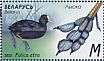 Eurasian Coot Fulica atra  2023 Waterfowl Sheet
